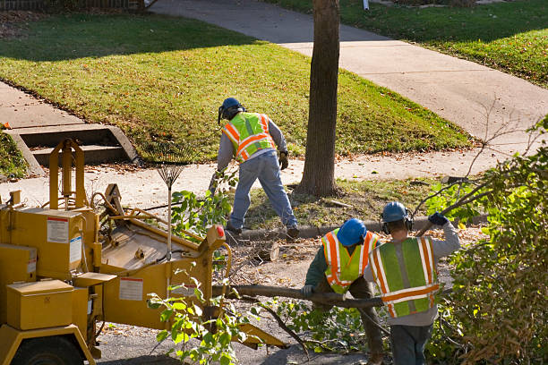 The Steps Involved in Our Tree Care Process in Osceola, MO